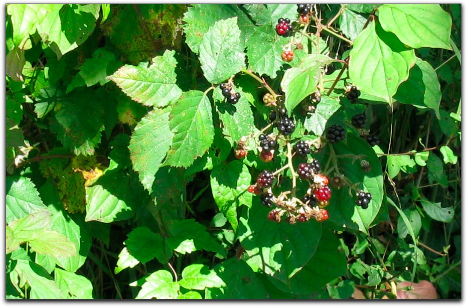 20100911berries.jpg