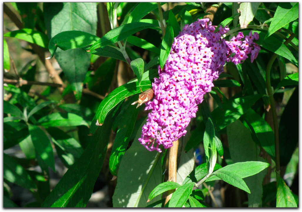 20100910Lilac.jpg