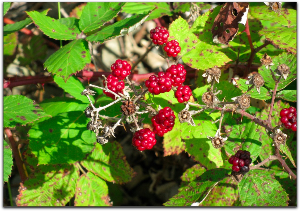 20100910berrys.jpg