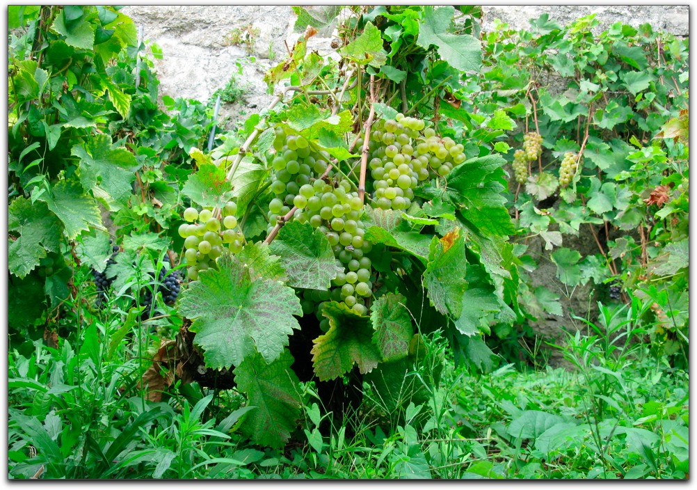 20100913VaudGrapes.jpg